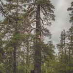 I Muddus nationalpark. Alltså... en riktig naturskog är någonting HELT annat än trädplantagerna som utgör dagens "skogs"-bestånd. 
