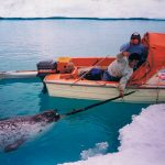 Om någon frågar "Hänger du med till norra Grönland" så måste man ju svara ja. Fotografen Staffan Widstrand ringde och berättade att han skulle åka till världens nordligaste by, ett ställe norr om militärbasen Thule, för att paddla och fota narvalar. Inuiterna här har okej på att jaga och vi åkte dit till jakt säsongen för att följa den.