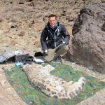 Mongoliet 2010 ( Snöleopardsprojekt) En Snöleopard är det få förunnat att ha sett. Dom lever på otillgängliga platser och smälter in fullständig i miljön. Jag mötte faktiskt en mitt i natten ensam på ett berg men såg bara ögonen. Till slut fick jag ändå vara med när Örjan, min vän snöleopardforskaren, sövde än och satte på den halsband. Att få sitta och se på när den vaknade, reste sig och sen fullständigt uppslukades av bergen var en dröm som blev verklig… och sen som en dröm igen.